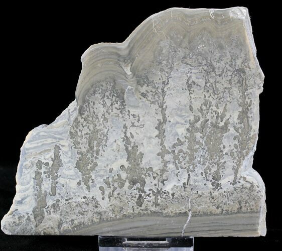 Triassic Aged Stromatolite Fossil - England #23234